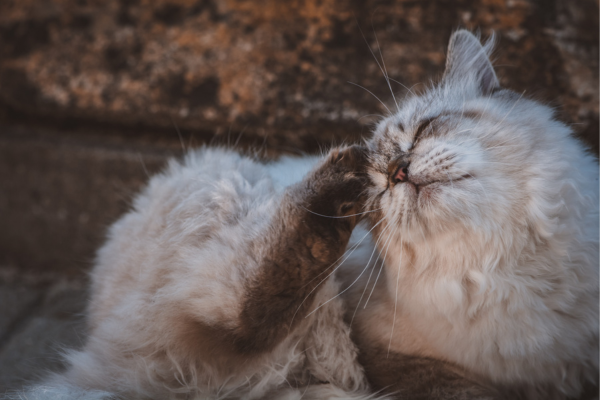 Sugestão de Óleos Essenciais como Repelentes Naturais: Mantendo Pulgas e Carrapatos Longe dos Seus Animais