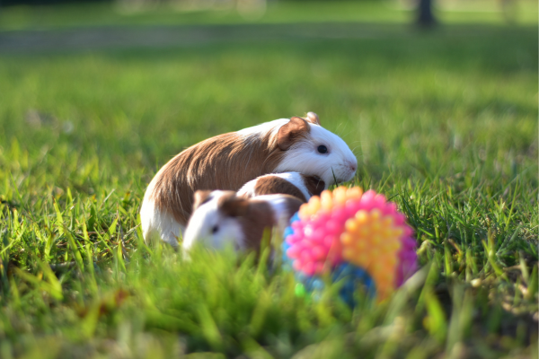 Aromaterapia para Roedores: Promovendo Bem-Estar Emocional em Hamsters e Gerbos