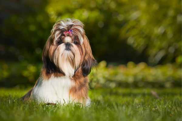 Aromaterapia para Cães de Raças Pequenas: Cuidados Específicos e Benefícios