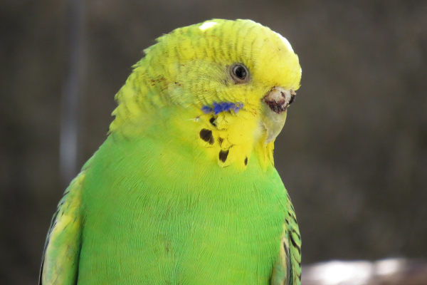 Aromaterapia para Aves em Período de Muda: Como Você Pode Cuidar da Saúde das Penas do seu Pet com Óleos Essenciais