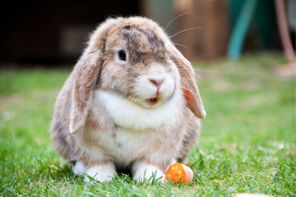 Óleos Essenciais para Coelhos em Período de Mudança de Pelo: Fragrâncias Suaves que Podem Aliviar Desconfortos