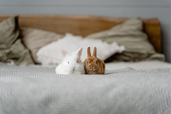 Enriquecendo o Habitat: Como Usar Aromaterapia com Difusores para Melhorar o Bem-Estar dos Seus Coelhos