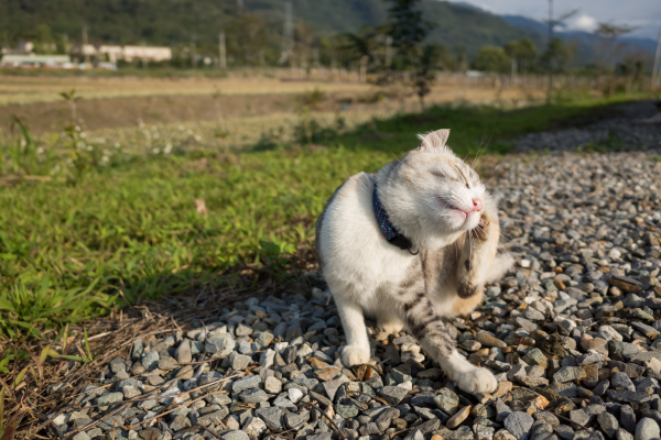 Aromaterapia para Gatos com Alergias: Óleos Essenciais que Podem Suavizar Irritações e Coceiras de Pele