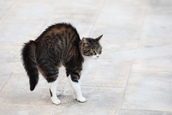 Aromaterapia para Gatos Nervosos: Técnicas que Podem Reduzir a Ansiedade e o Medo