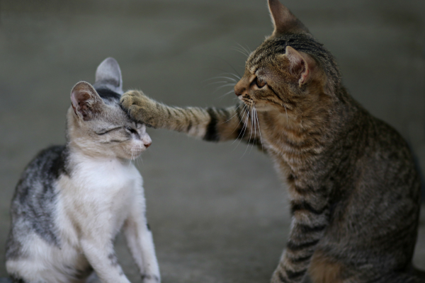 Gatos e Aromaterapia: como promover a harmonia em lares com mais de um gato