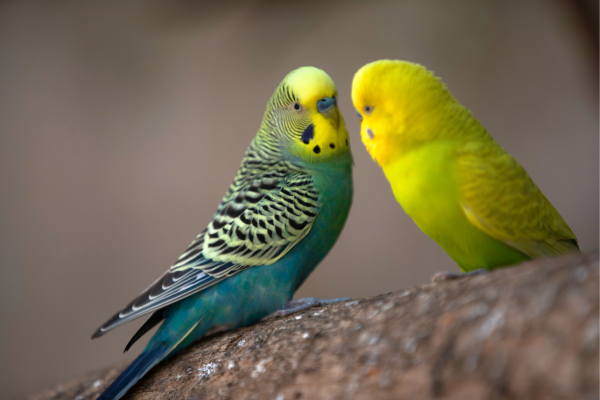 Aromaterapia para Aves Canoras: Óleos Essenciais que Podem Promover Bem-Estar Vocal