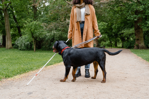 Melhorando a Concentração de Cães de Trabalho: Aromaterapia para Auxiliar em Tarefas Específicas