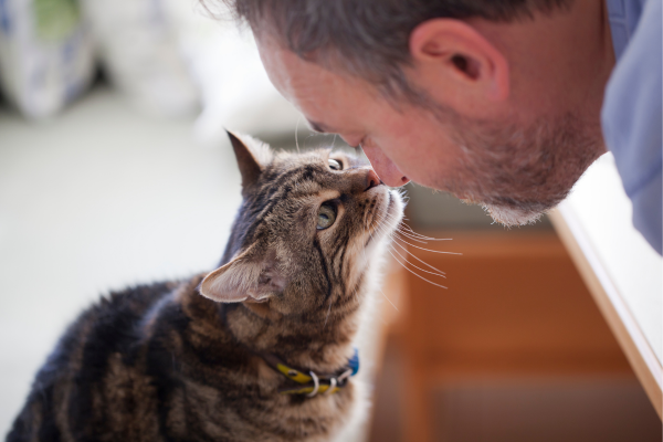 Brincadeiras para Gatos Cegos e Idosos: Mantendo a Diversão Viva