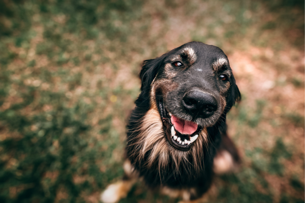 Tratando Problemas Respiratórios em Cães com Aromaterapia: Óleos Essenciais Descongestionantes que Podem Ajudar