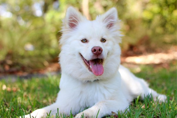 Aromas Calmantes para Cachorros Ansiosos: Técnicas de Aromaterapia para Reduzir o Estresse