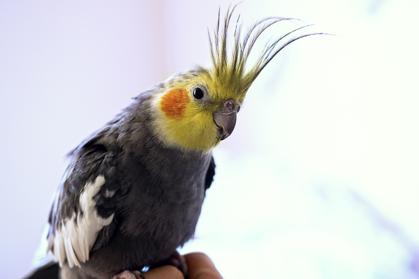 Aves Exóticas como Companheiras: Cuidados, Gaiolas e Alimentação