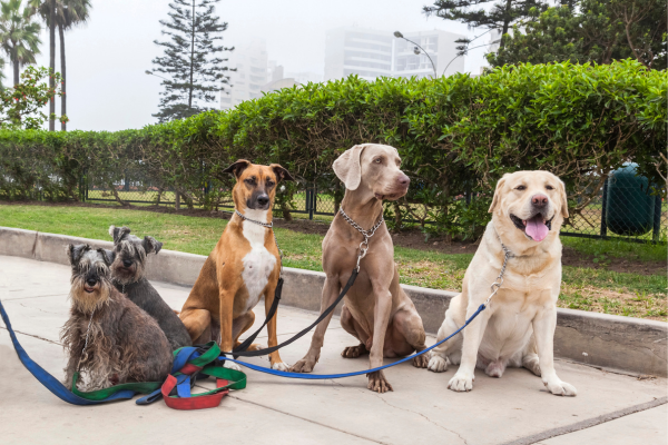 Escolhendo a Melhor Raça de Cachorro para o Seu Estilo de Vida