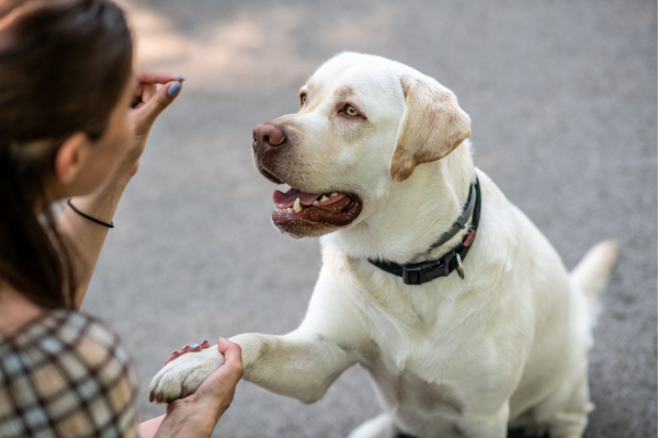 Como Ensinar Comandos Básicos ao Seu Cachorro: Passo a Passo