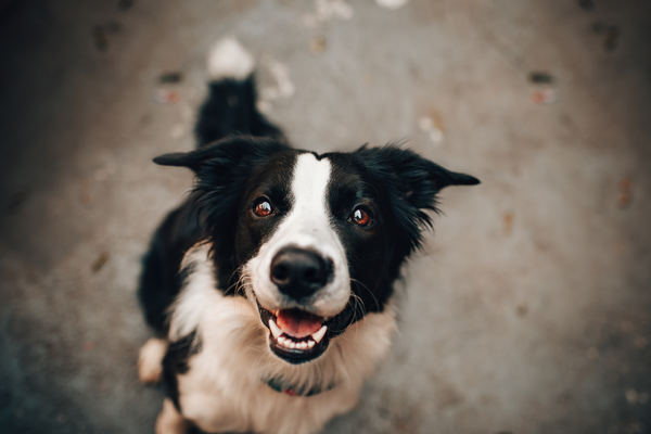 Cachorros que Latem Demais? Aromaterapia para Controlar o Comportamento Barulhento