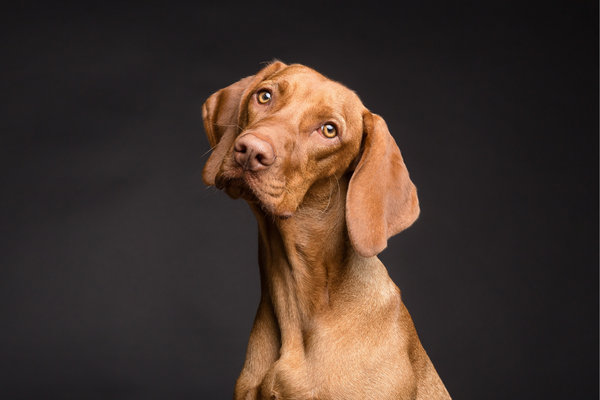 Óleos Essenciais para Aliviar a Artrite Canina: Uma Abordagem Holística