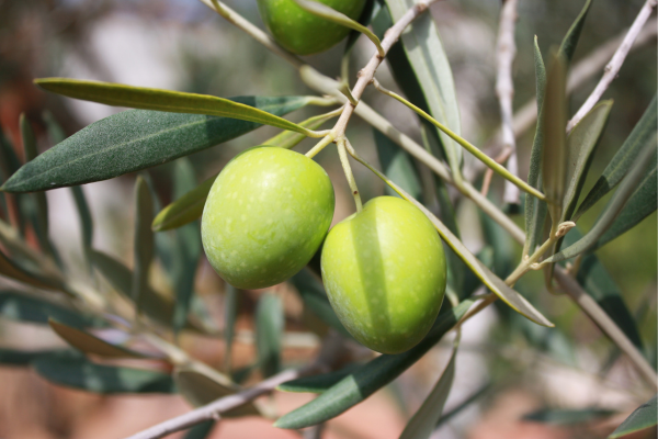 Azeite de Oliva: Um Produto Versátil para a Rotina de Cuidados Pessoais